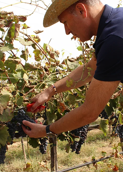 Main dans les vignes - Raffin Vini