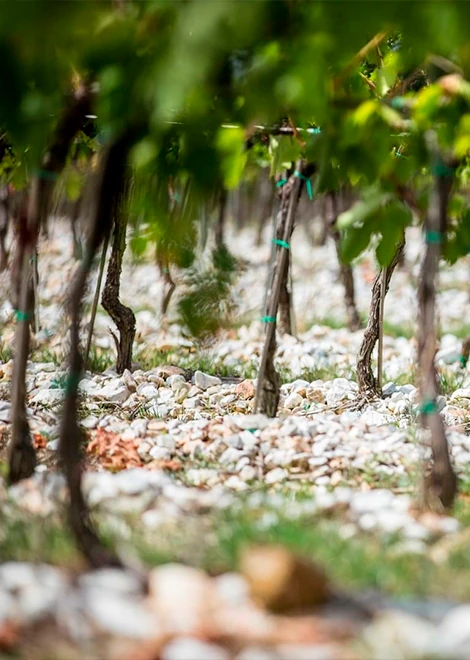Pieds des vignes