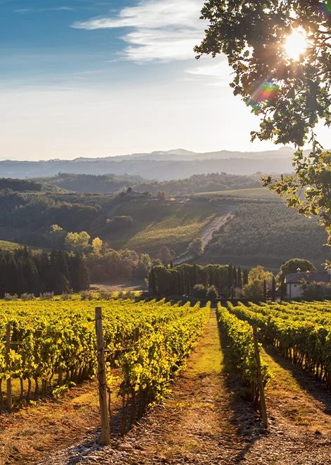 Un champ de vignes, avec le soleil rasant les cultures